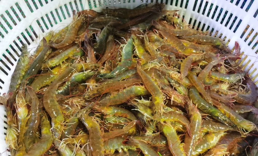 溫棚養殖南美白對蝦連續蛻殼怎么辦？
